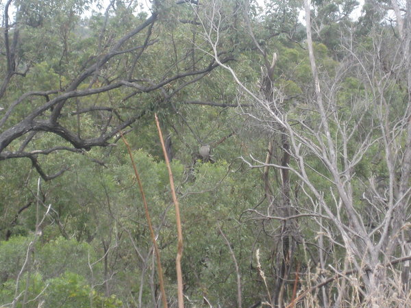 Koala spotting (central)