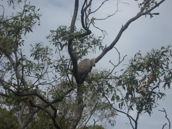 Still spotting Koalas