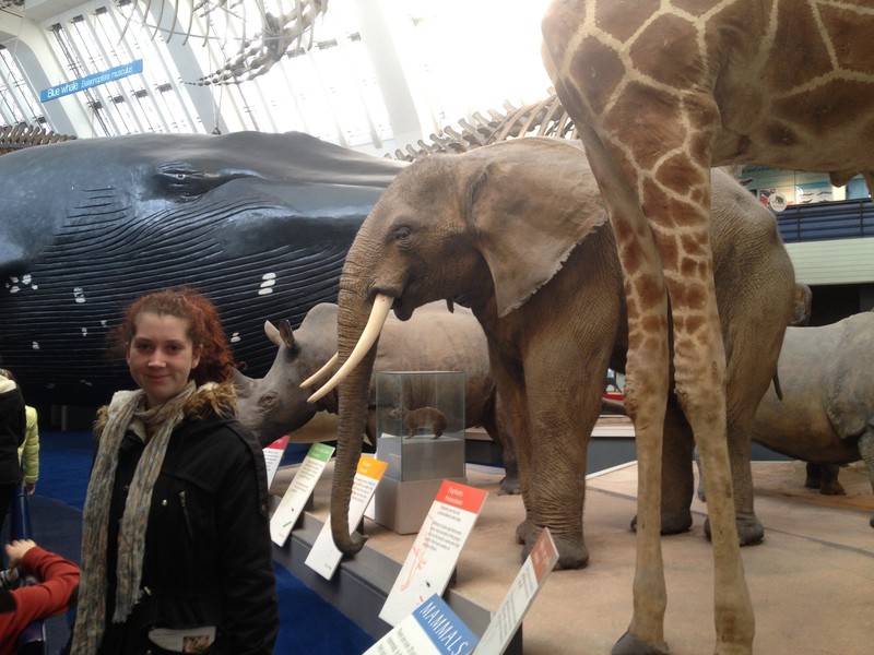 Tine in Natural history museum
