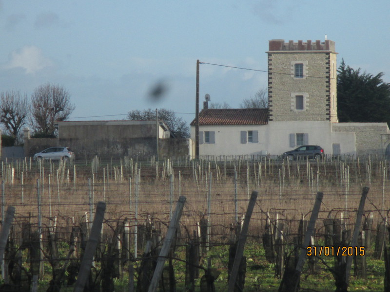 Vineyards and old house