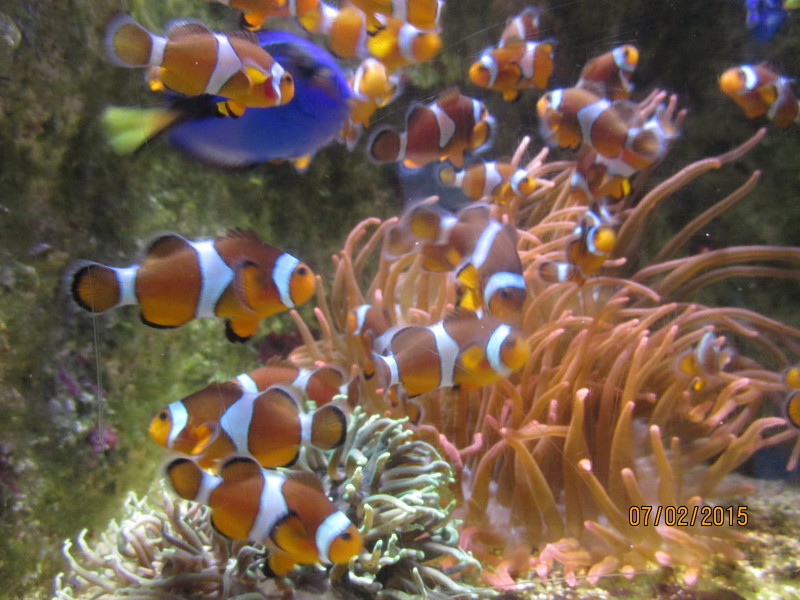 Nemo and Dory at La Rochelle Aquarium