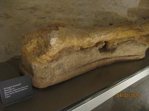 Mammoth bone at La Rochelle Natural History museum