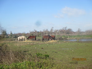 Horses near Ars