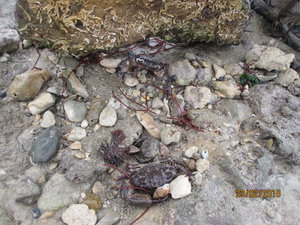Crabs at La Courde