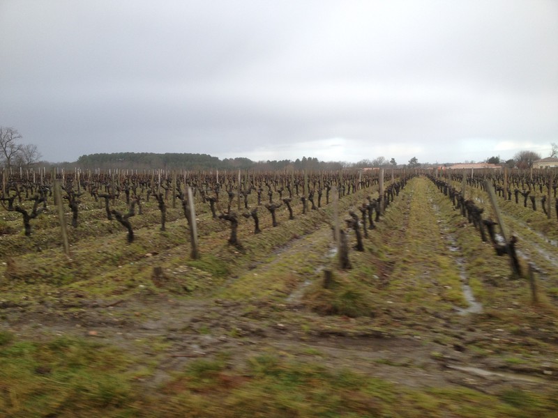 Bordeaux vines