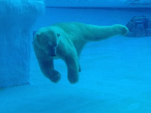 Polar bear swimming at Singapore Zoo