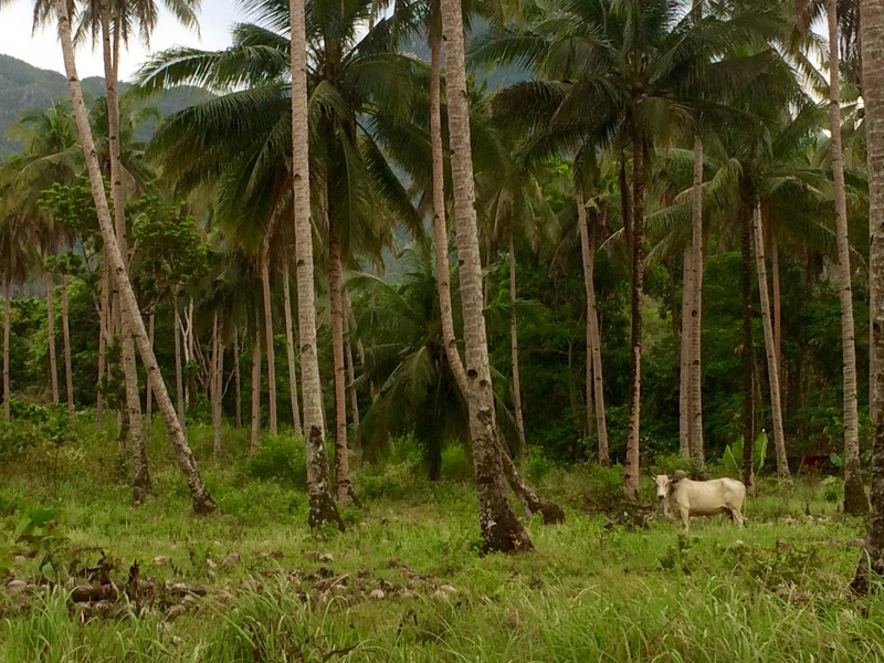 Sebang coconut trees and cow