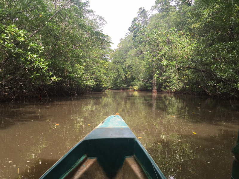 Mangrove paddle boat tour