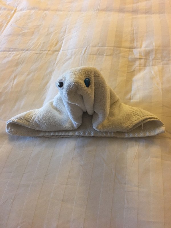 last nights towel seal 