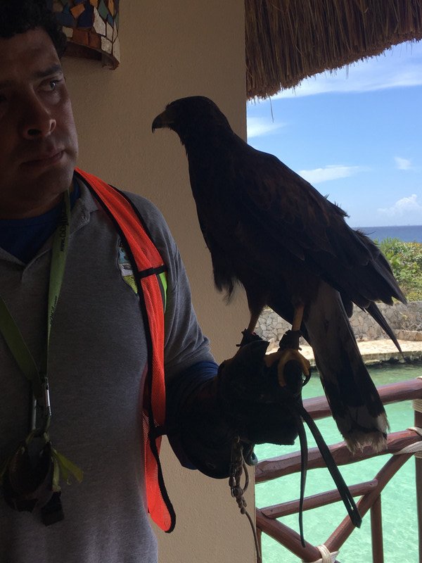 Tamed falcon used to keep other birds from the buffet