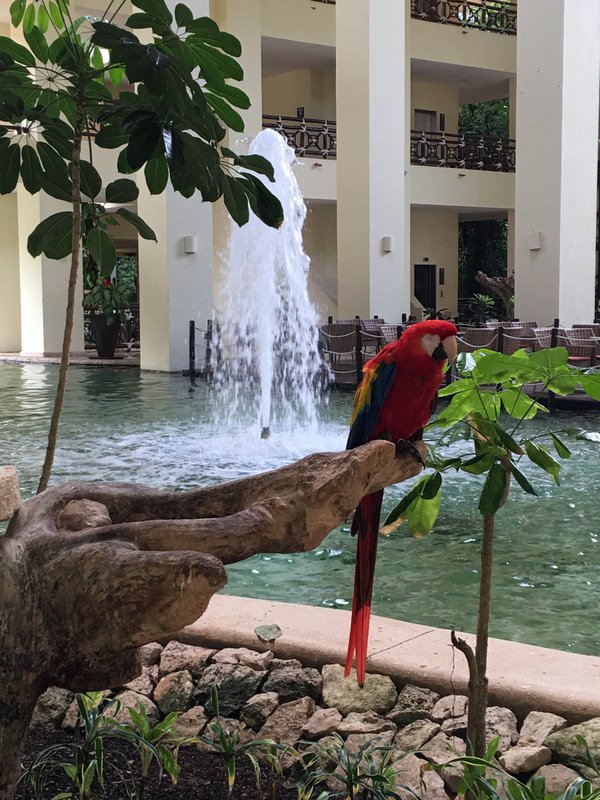Macaws in the lobby