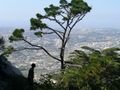 View of tree and Sintra from Castelo dos Mouros