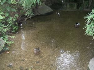 Ducks in the water at the Gulbenkian