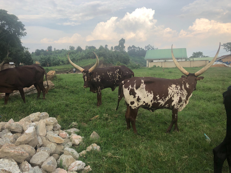 Some ankole cattle 