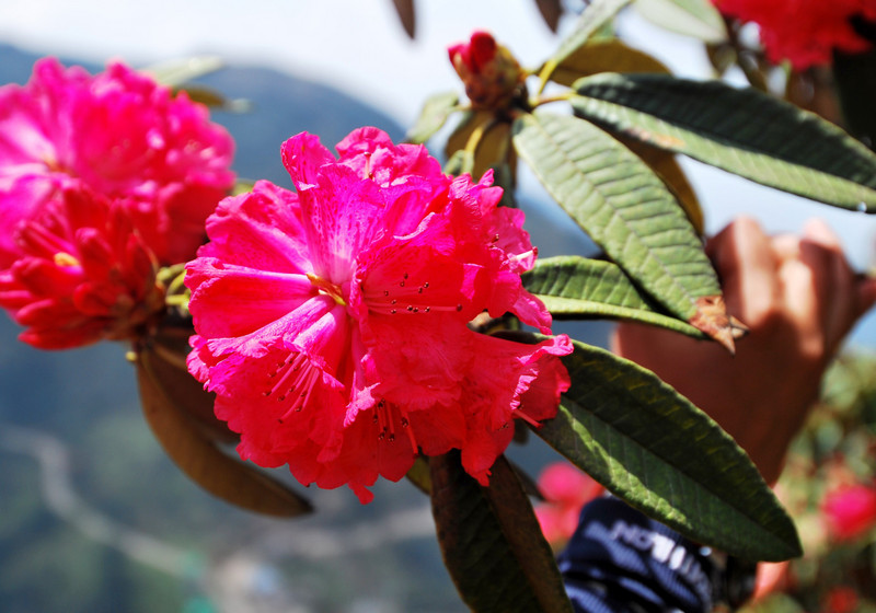 Rhododendron (locally called Guras)