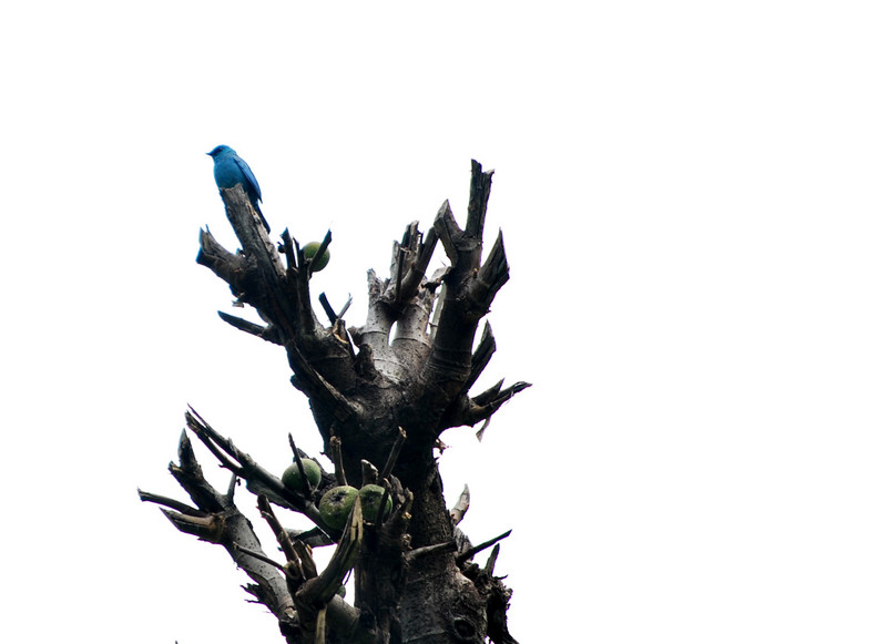 Blue Fly Catcher at Singalila National Park