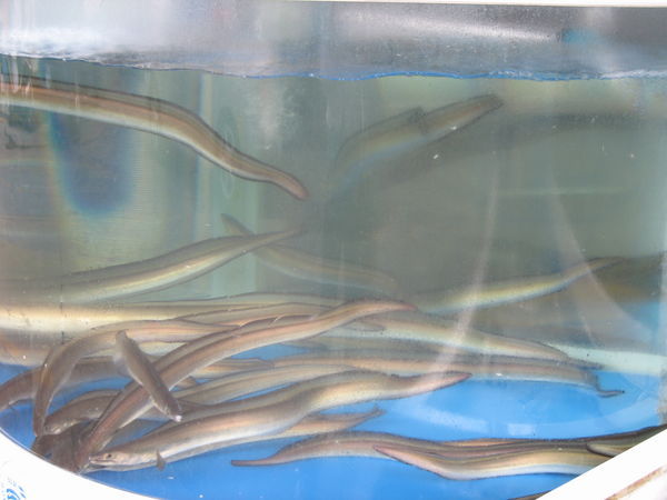 hmmm eels, apparently they are delightful when baked...i'm sure i'll find out for myself soon enough