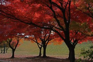 Autumn in Gyeongju