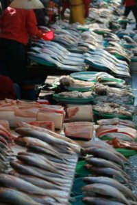 Jacalchi Fish Market, Busan