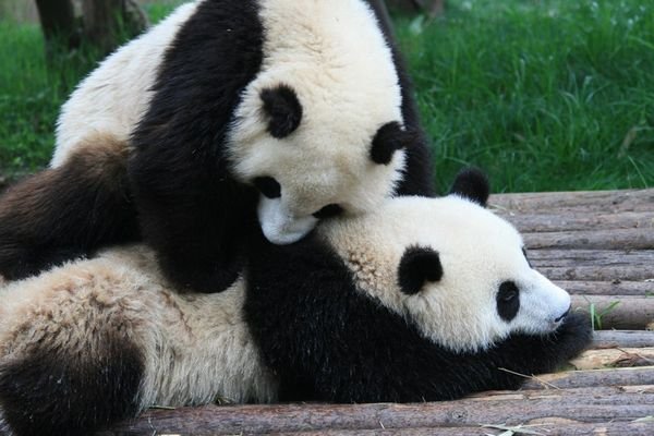 fighting panda-style = very lazy
