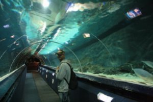 Auckland Aquarium