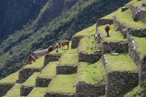llamas lawnmoving terraces, Machu Picchu