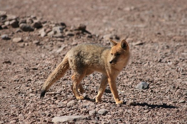  Wild fox, Bolivian / Chilean border