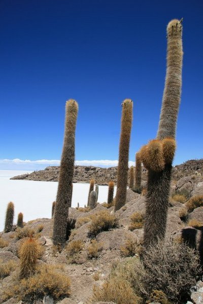 Cactus Island, Salar de Uyuni    