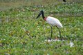  Jabiru Stork - symbol of the Pantanal
