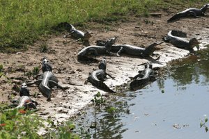 caiman party