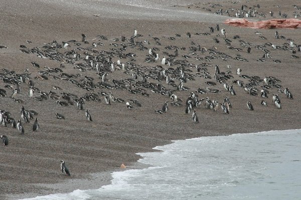Puerto Madryn Penguins