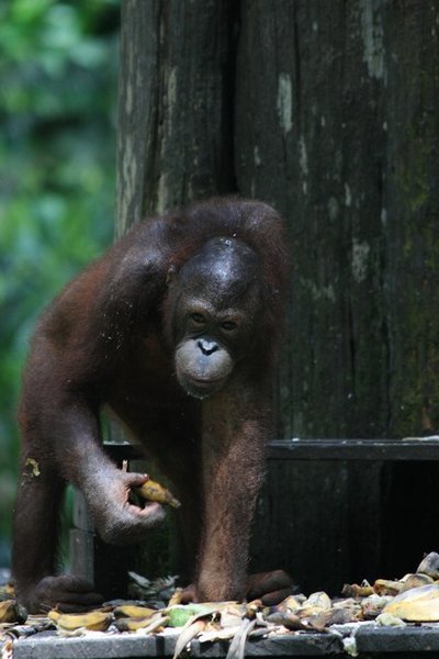 Orangatang, Sabah, Borneo