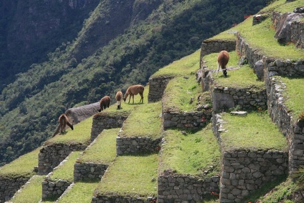 Llama Lawnmowers, Machu Picchu, Peru