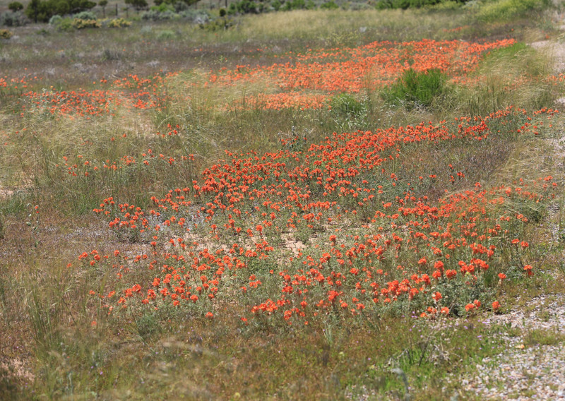 Wildflowers along the road