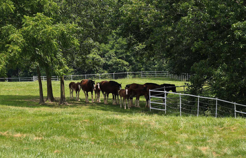 Clydesdale mares and foals enjoying the pasture. 