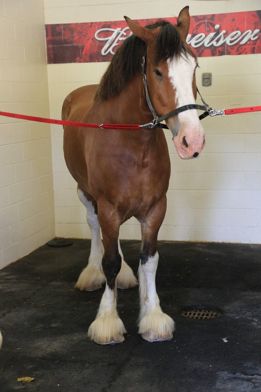 Beautiful gelding Clydesdale getting ready for grooming!