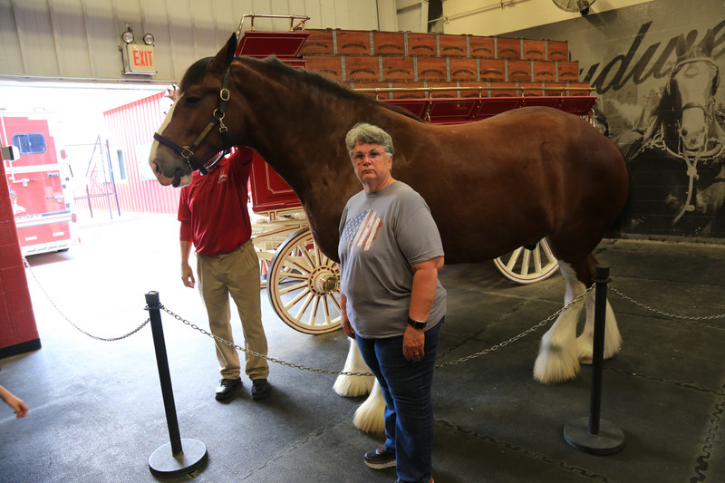 Ramona had to pet the Clydesdale!