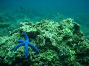 Blue Star Fish