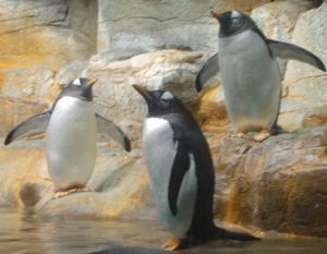 Shed Aquarium Penguins