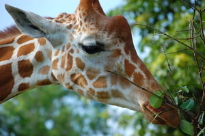 Giraffe Up Close