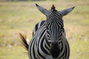 Zebra Up Close
