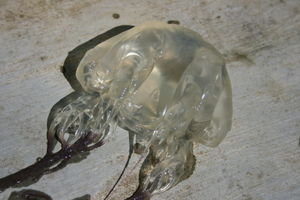 Jellyfish Up Close