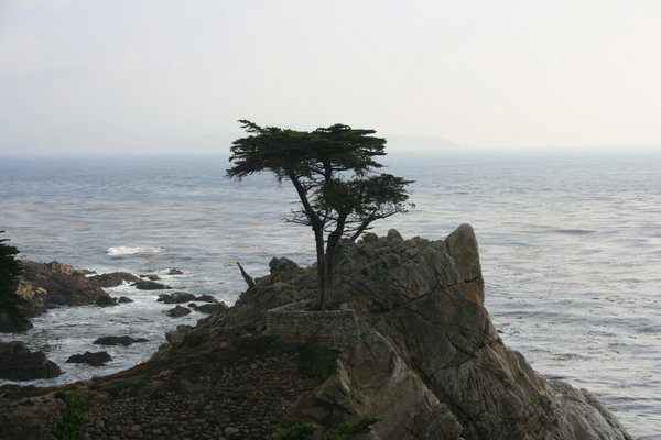 The Lone Cypress Tree