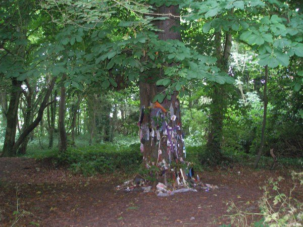 Fairy Tree near Clonfert