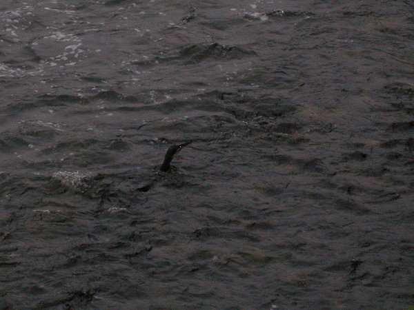 Cormorant (?) seen on the Corrib