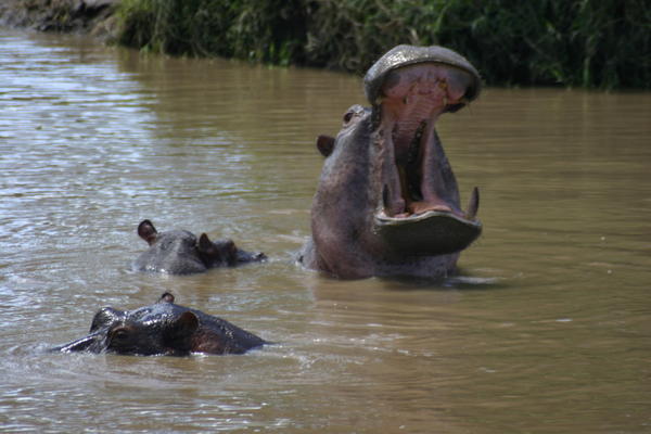 Hippos April 2006