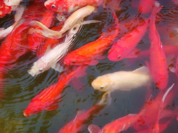 The Chinese love gold fish