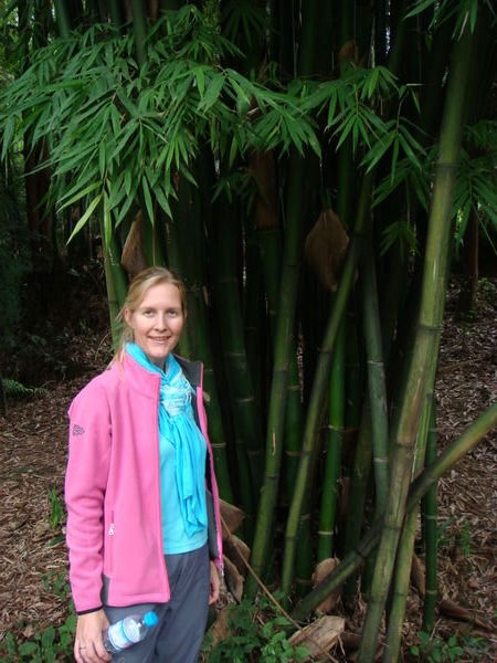 Now that's what you call bamboo!