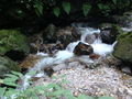 A wonderful sight, a luscious flowing stream