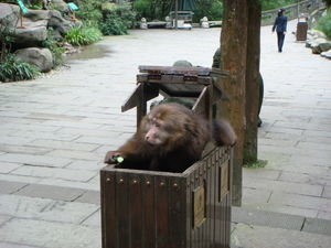 First sightings of the Monkeys were in the bin!